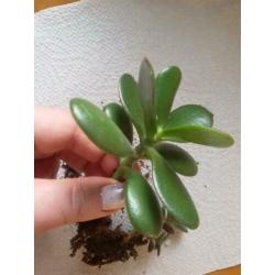 Crassula ovata plantjes - Jadeplant