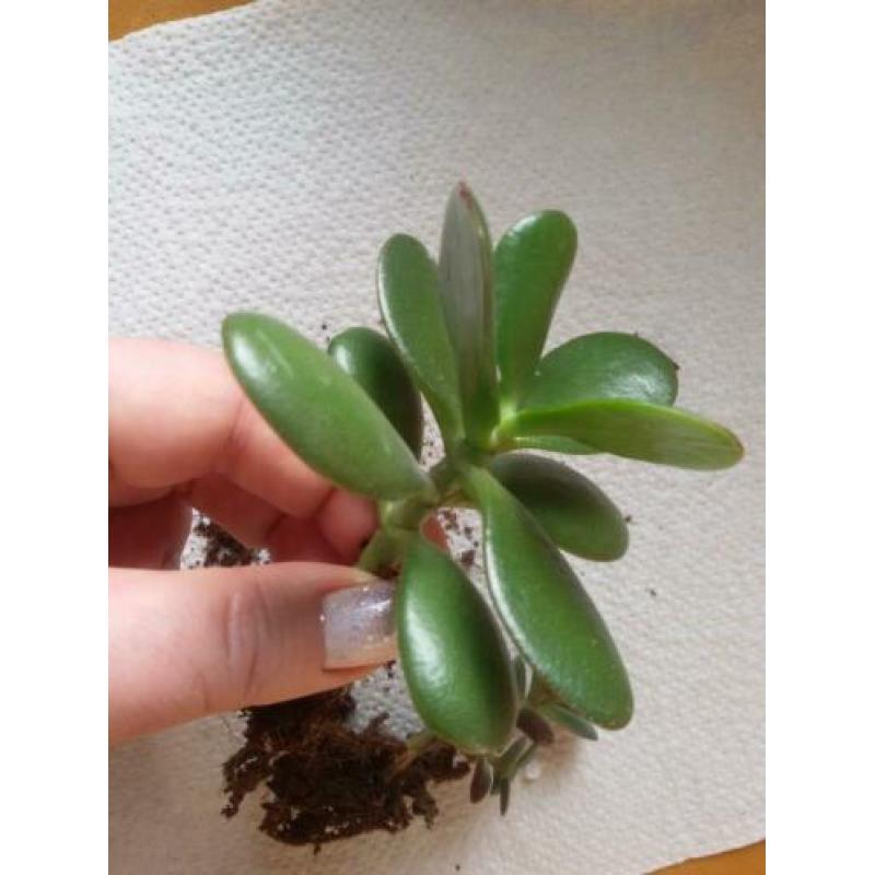 Crassula ovata plantjes - Jadeplant