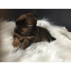 Pomchi pups. Nog 4 reutjes te koop