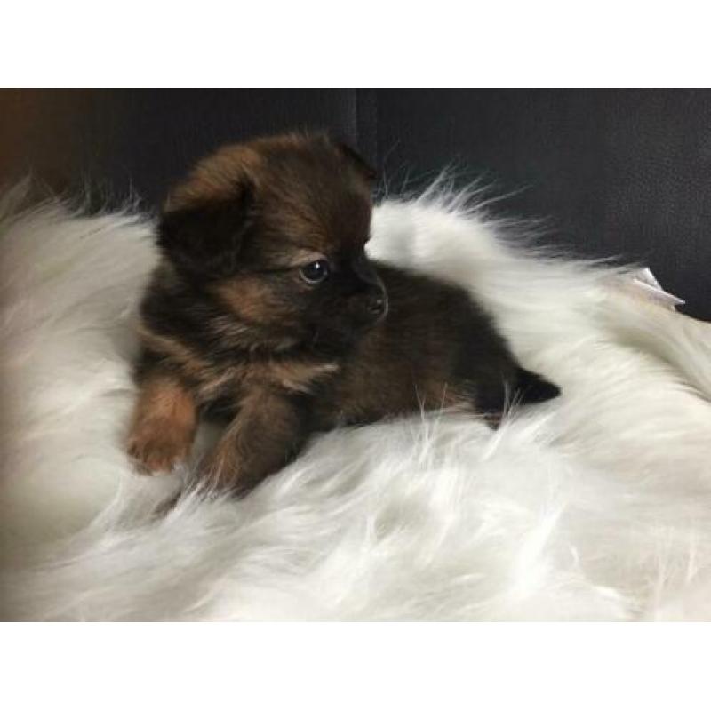 Pomchi pups. Nog 4 reutjes te koop