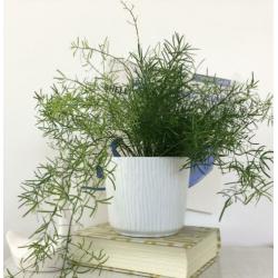 West Germany vintage BLOEMPOT wit groot Ø15cm no retro