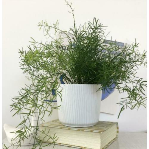 West Germany vintage BLOEMPOT wit groot Ø15cm no retro