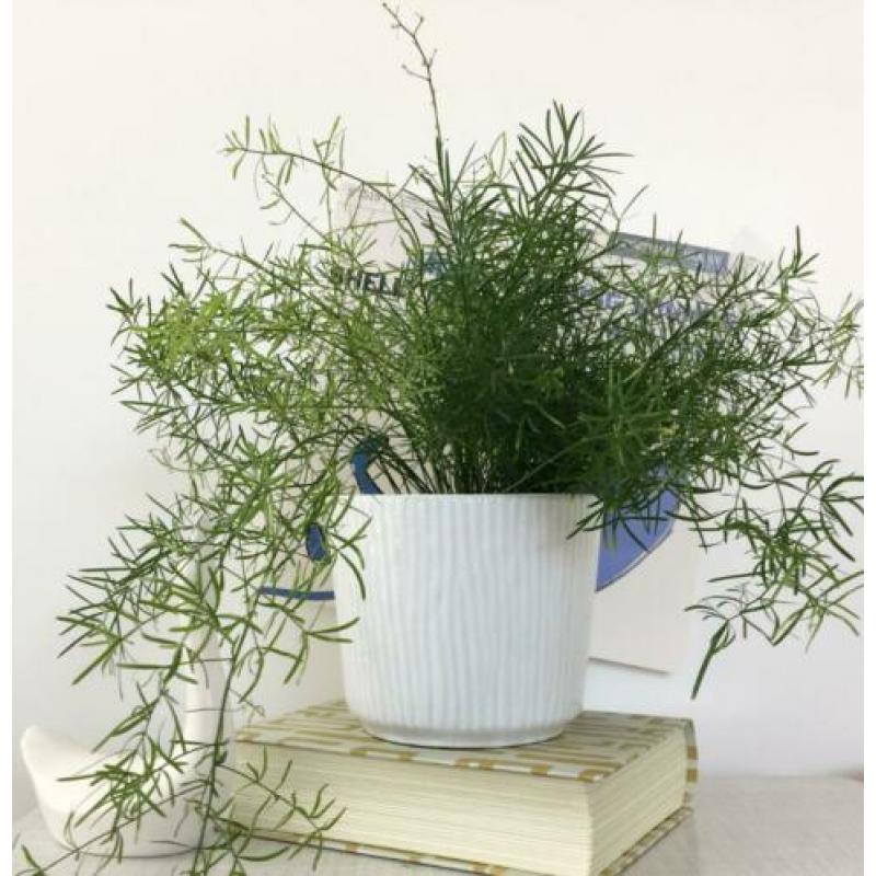 West Germany vintage BLOEMPOT wit groot Ø15cm no retro