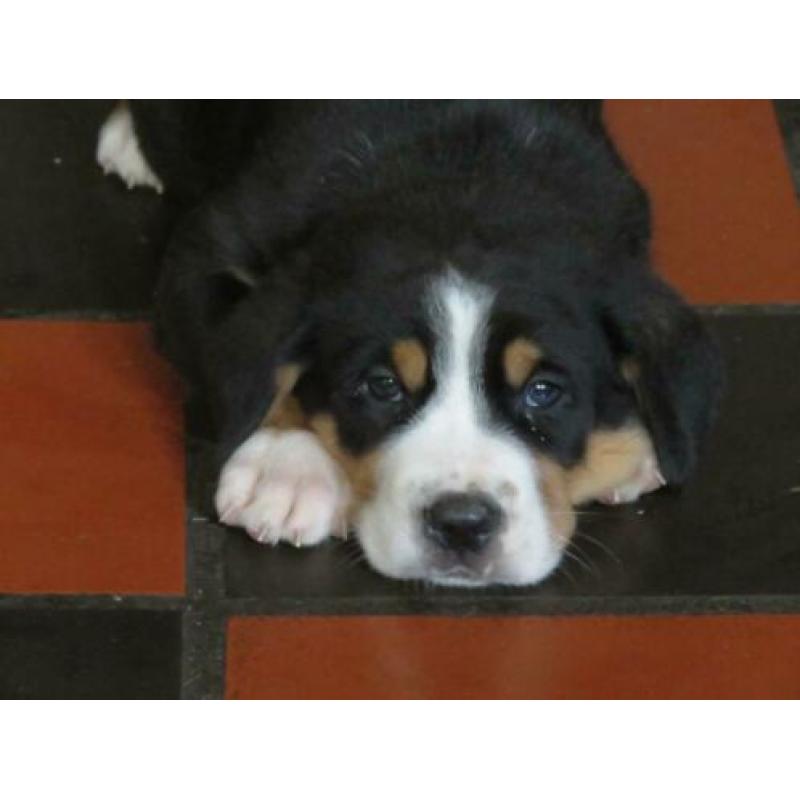 Grote Zwitserse Sennenhond pups