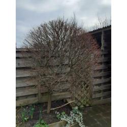 Te koop 3 leuke boompjes