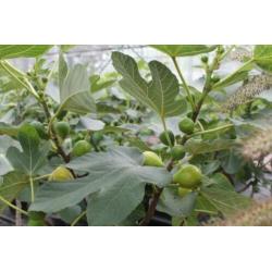 Vijgenbomen, vijg, Ficus carcia, vijgenboom