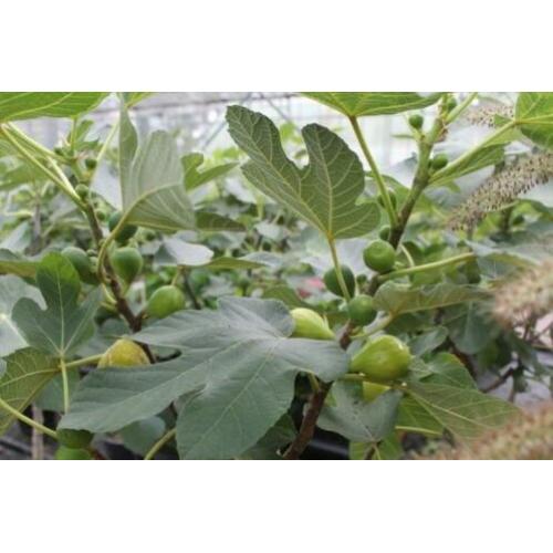 Vijgenbomen, vijg, Ficus carcia, vijgenboom