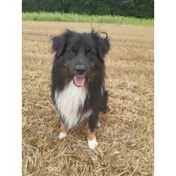 Nest aankondiging australian shepherd