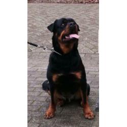 Brutus rottweiler reu 3 jaar