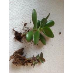 Crassula ovata plantjes - Jadeplant