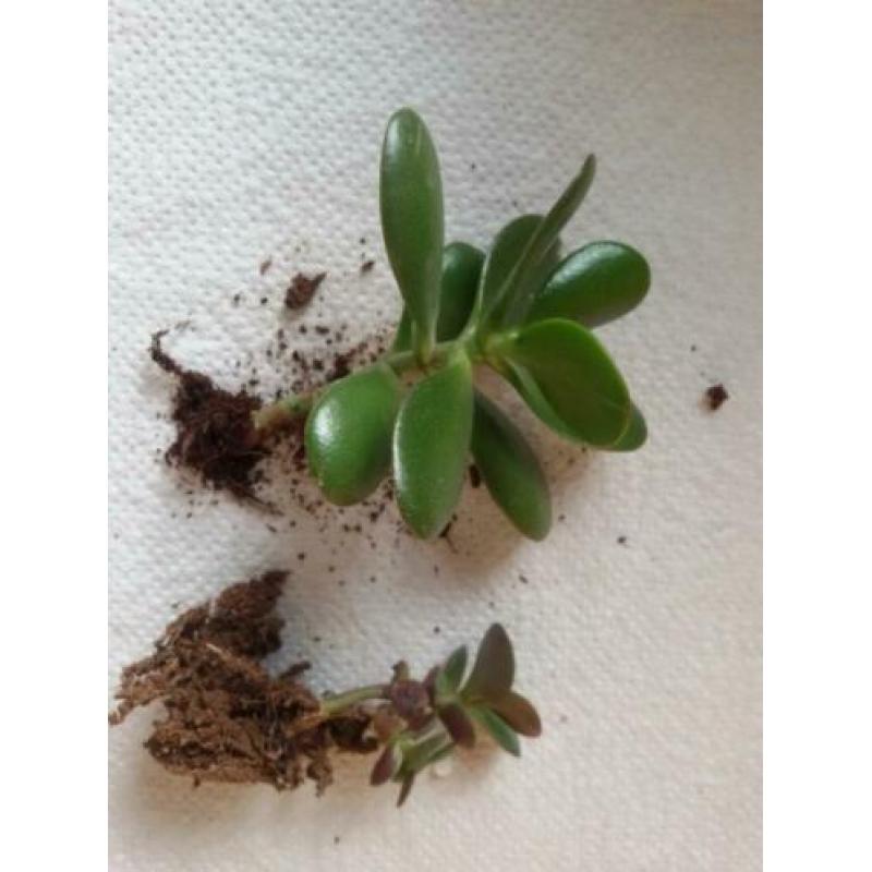 Crassula ovata plantjes - Jadeplant