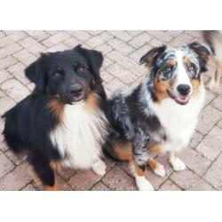 Nest aankondiging australian shepherd