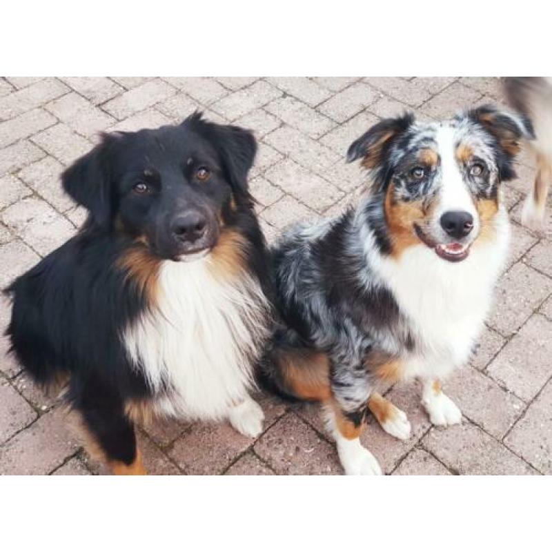 Nest aankondiging australian shepherd