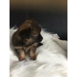 Pomchi pups. Nog 4 reutjes te koop