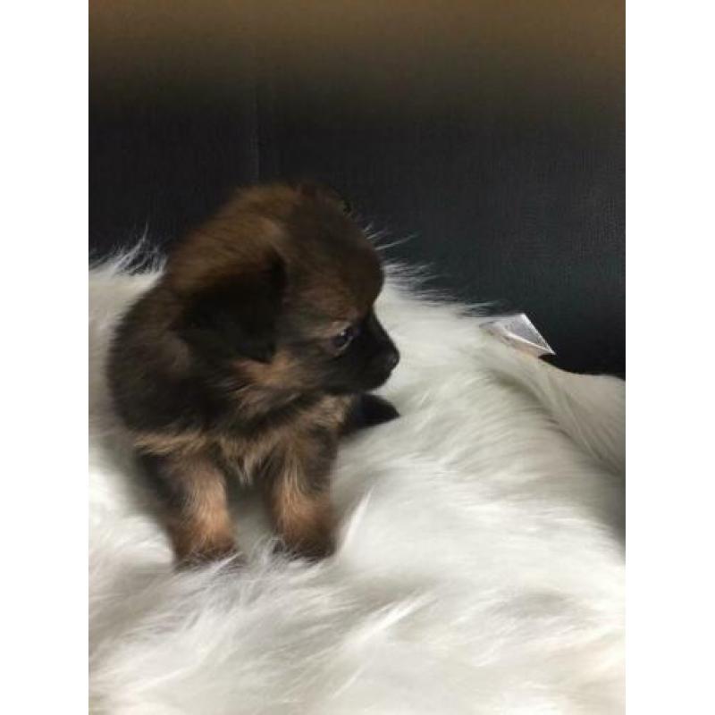 Pomchi pups. Nog 4 reutjes te koop