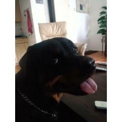 Brutus rottweiler reu 3 jaar
