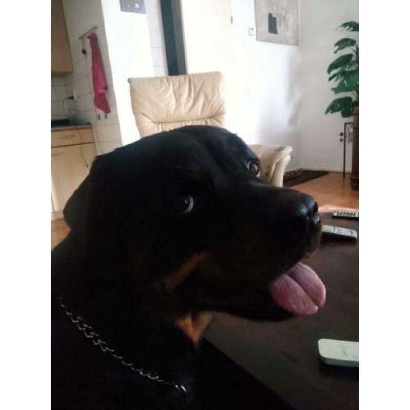 Brutus rottweiler reu 3 jaar