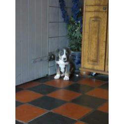 Grote Zwitserse Sennenhond pups