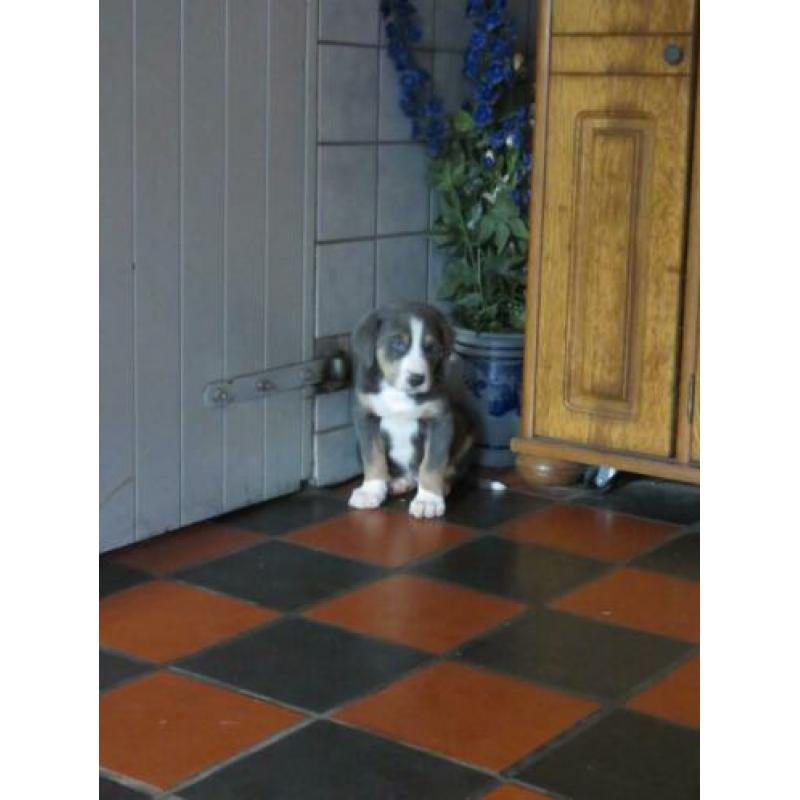 Grote Zwitserse Sennenhond pups