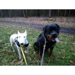 Brutus rottweiler reu 3 jaar