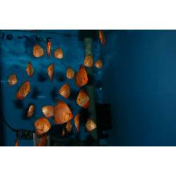 Discus, discusvis, Red Melon , aquariumvis