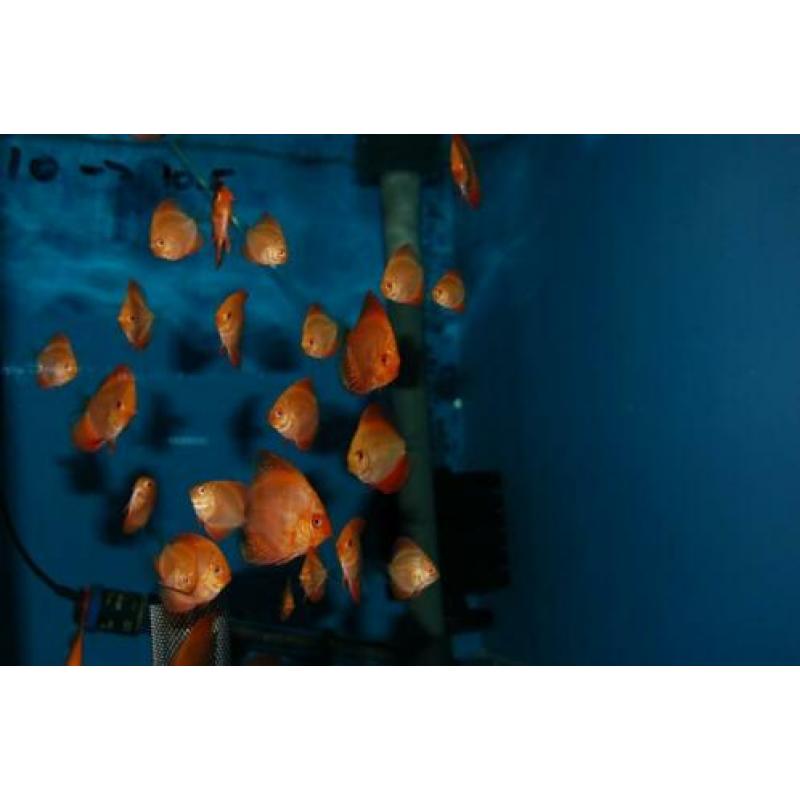 Discus, discusvis, Red Melon , aquariumvis
