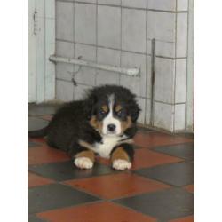 Grote Zwitserse Sennenhond pups