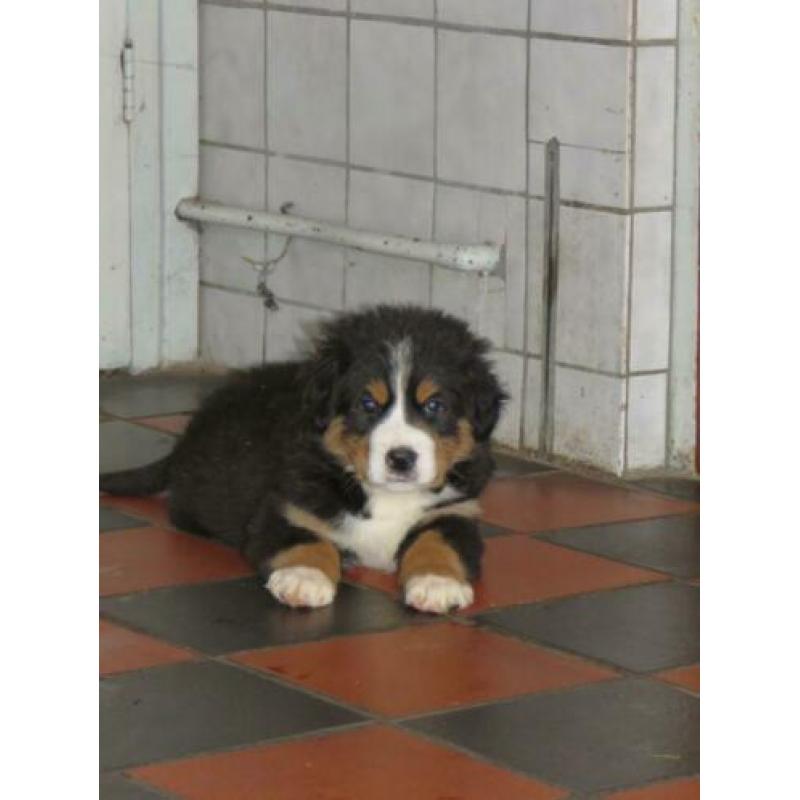 Grote Zwitserse Sennenhond pups