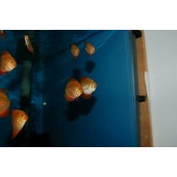 Discus, discusvis, Red Melon , aquariumvis