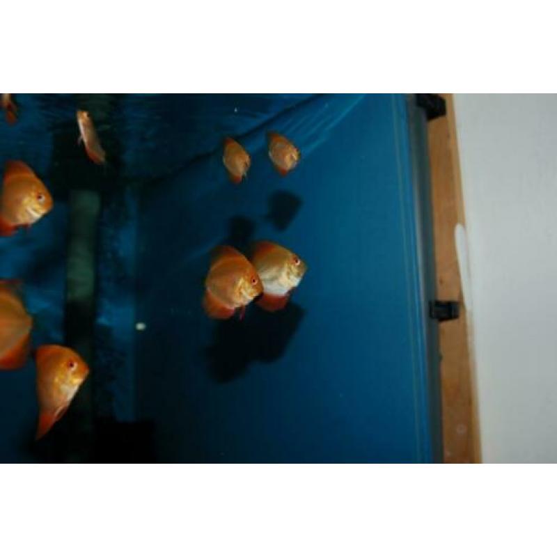 Discus, discusvis, Red Melon , aquariumvis
