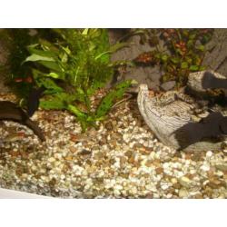 AquArium