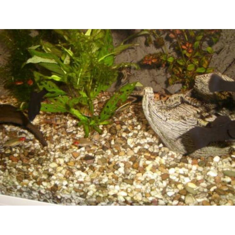 AquArium