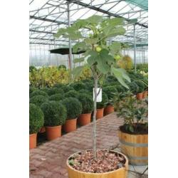 Vijgenbomen, vijg, Ficus carcia, vijgenboom