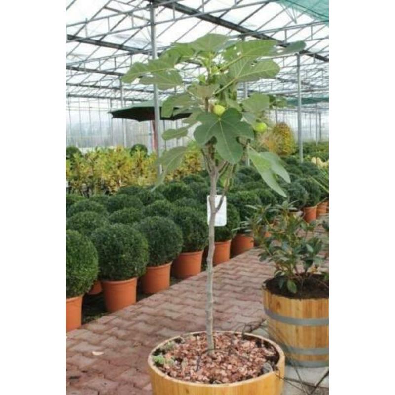 Vijgenbomen, vijg, Ficus carcia, vijgenboom