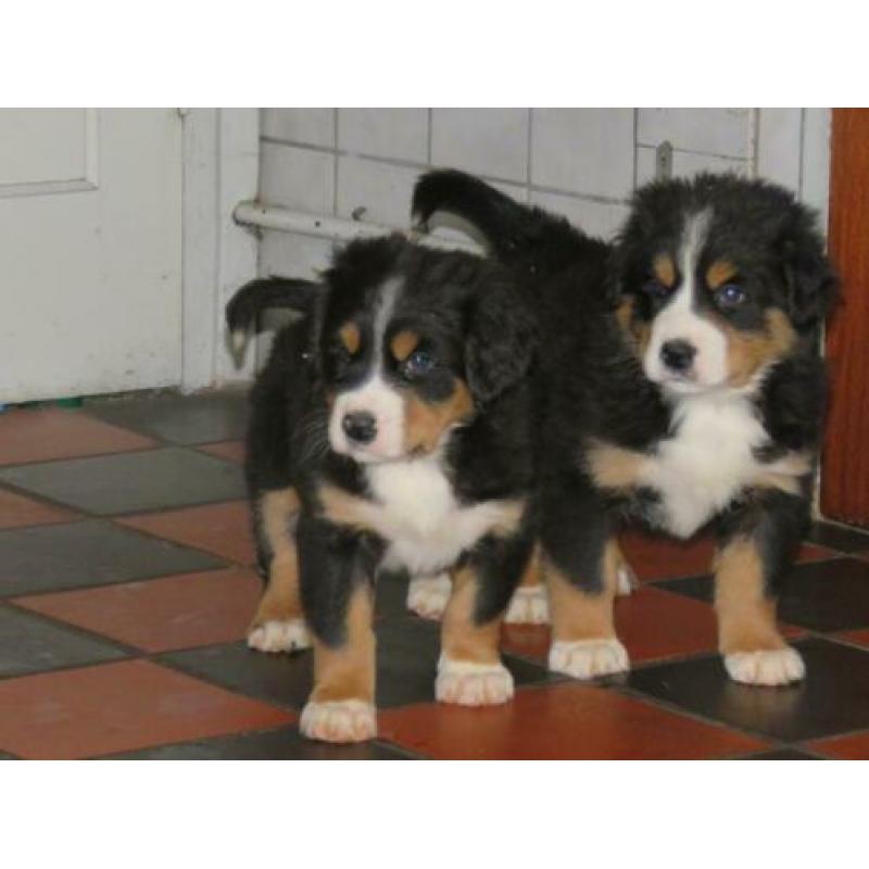 Grote Zwitserse Sennenhond pups