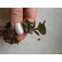 Crassula ovata plantjes - Jadeplant