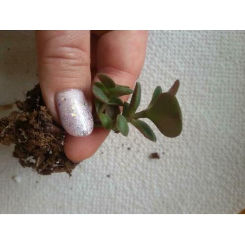 Crassula ovata plantjes - Jadeplant
