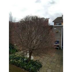 Te koop 3 leuke boompjes
