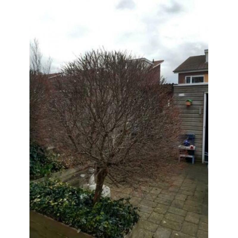 Te koop 3 leuke boompjes