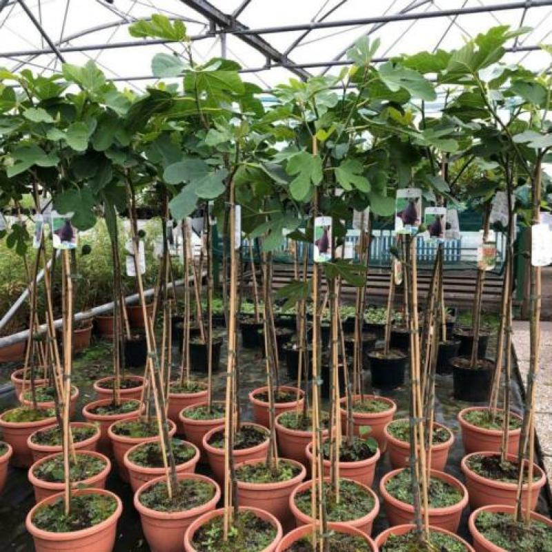 Vijgenbomen, vijg, Ficus carcia, vijgenboom