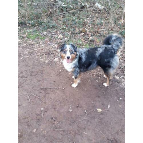 Nest aankondiging australian shepherd