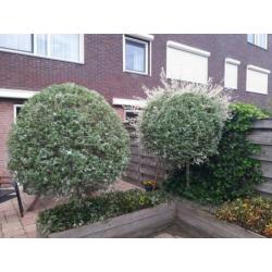 Te koop 3 leuke boompjes