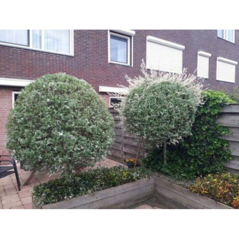 Te koop 3 leuke boompjes