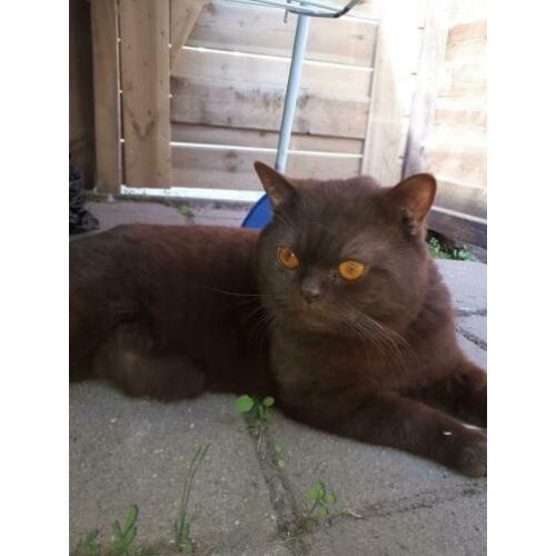 Te koop Dekkater met stamboom!