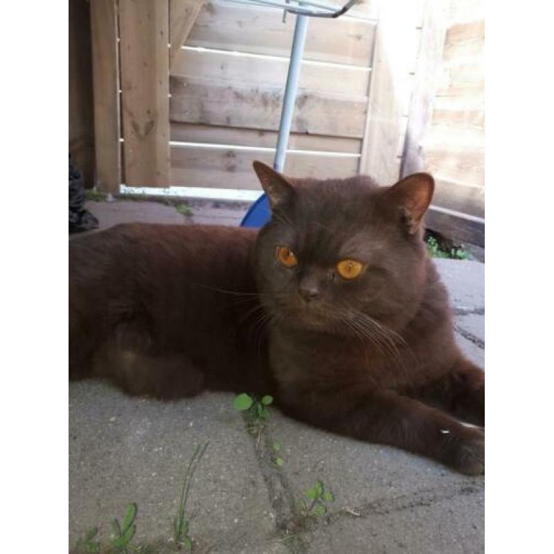 Te koop Dekkater met stamboom!