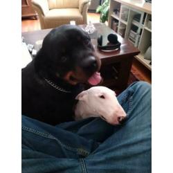 Brutus rottweiler reu 3 jaar