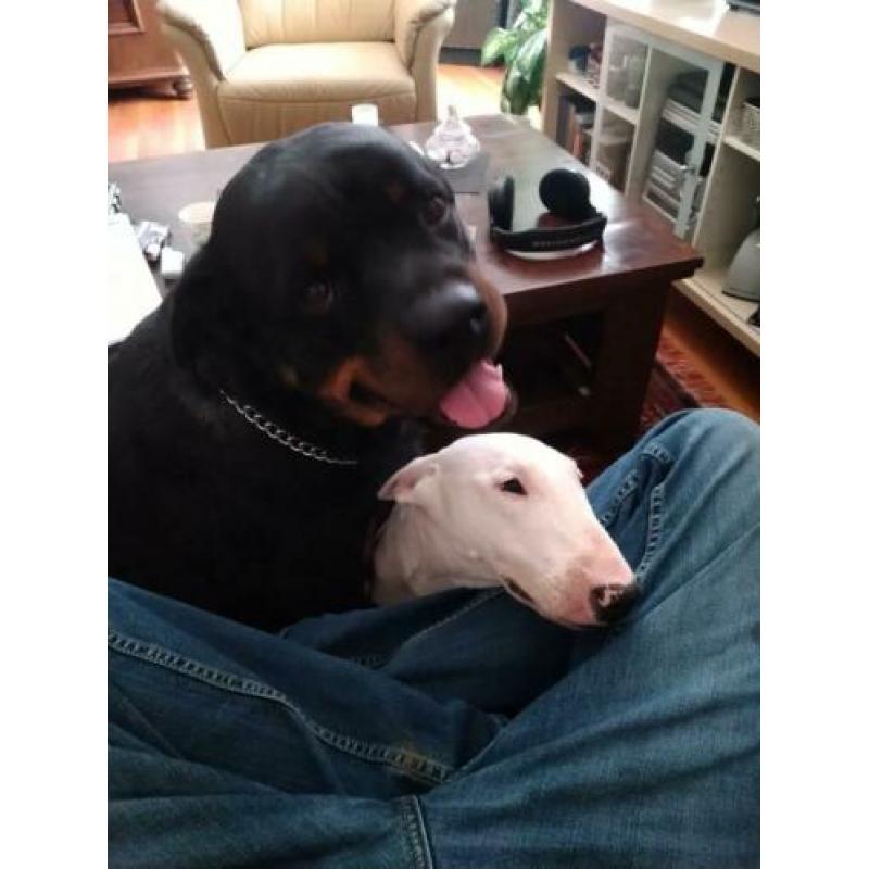 Brutus rottweiler reu 3 jaar