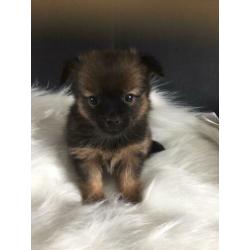 Pomchi pups. Nog 4 reutjes te koop