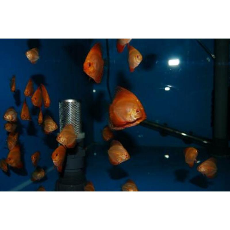 Discus, discusvis, Red Melon , aquariumvis