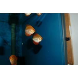 Discus, discusvis, Red Melon , aquariumvis